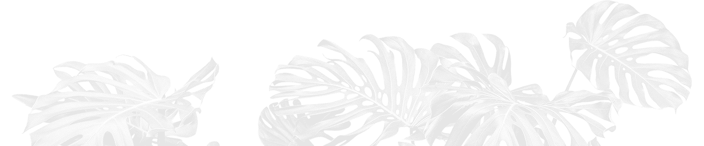 Black and white photo of a monstera leaf with split edges, viewed from the side.