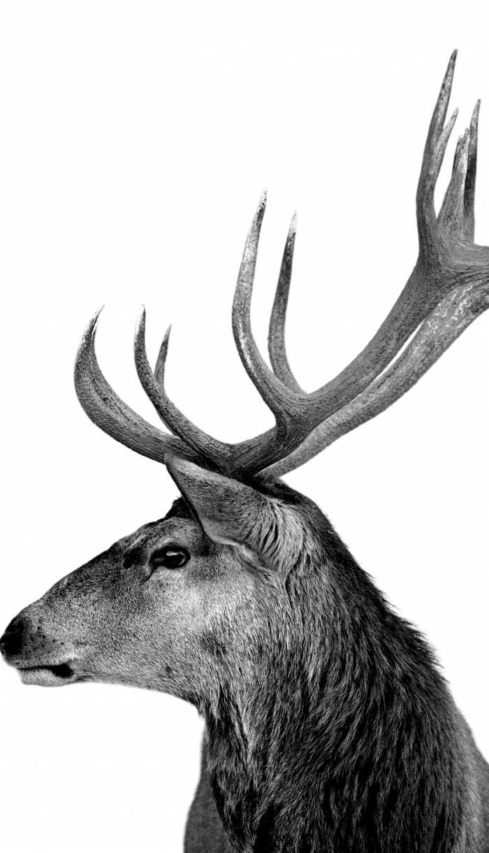Black and white profile of a stag with large antlers, facing left, on a white background.