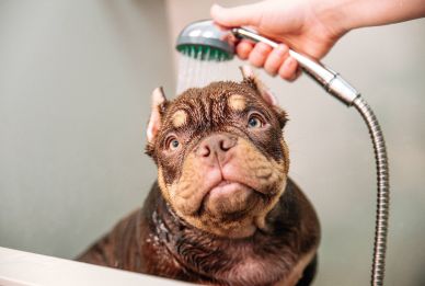 A brown dog with wrinkled skin gets a bath as water is sprayed over its head from a handheld showerhead.